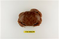 藏品(隆背瓢蟹)的圖片